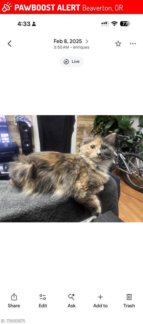 Lost Female Cat last seen Near nw heritage pkwy , Beaverton, OR 97006