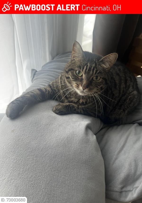 Lost Male Cat last seen Ryan and Dorchester, Cincinnati, OH 45219