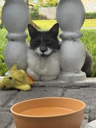 Found/Stray Female Cat last seen Plantation park, Plantation, FL 33317