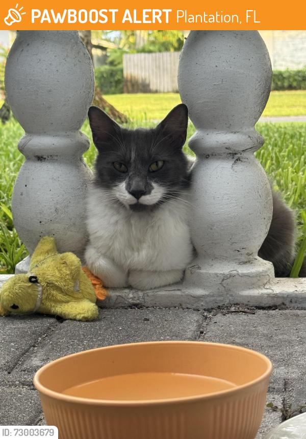 Found/Stray Female Cat last seen Plantation park, Plantation, FL 33317
