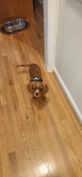Reunited Male Dog last seen Mt Holly, Amelia, OH 45102