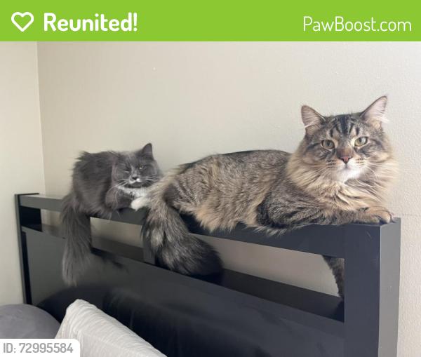 Reunited Female Cat last seen Axis way, Ottawa, ON 