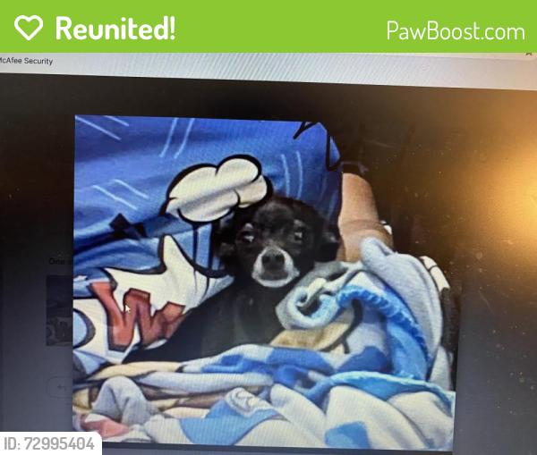 Reunited Female Dog last seen Berry and Wylie, Norman, OK 73069