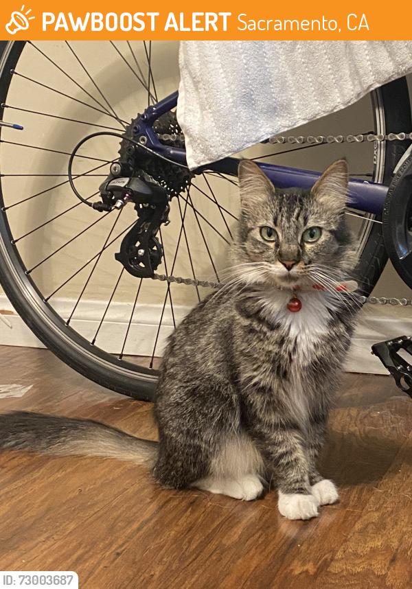 Found/Stray Unknown Cat last seen Santa Cruz Way and 8th Ave, Sacramento, CA 95817