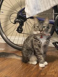 Found/Stray Unknown Cat last seen Santa Cruz Way and 8th Ave, Sacramento, CA 95817