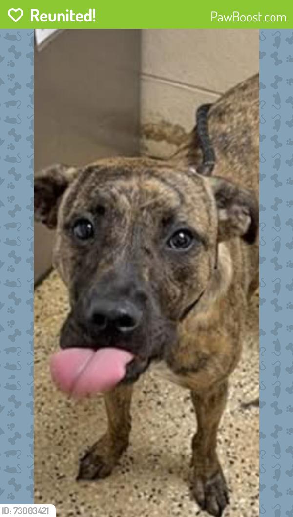 Reunited Female Dog last seen Lake Washington rd , Melbourne, FL 32935