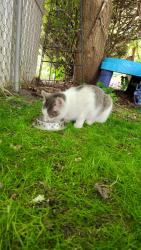 Found/Stray Female Cat last seen Mable and Childs, Comstock Park, MI 49321