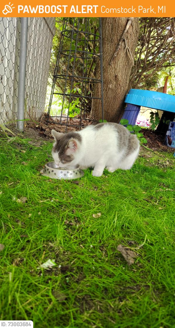 Found/Stray Female Cat last seen Mable and Childs, Comstock Park, MI 49321