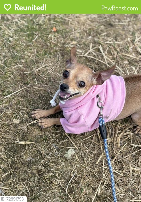 Reunited Female Dog last seen Tenth ave N , Nampa, ID 83687