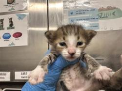 Shelter Stray Male Cat last seen S IH 35, Williamson County, TX, 1855 SE Inner Loop, Georgetown, TX 78626, USA
