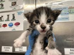 Shelter Stray Female Cat last seen S IH 35, Williamson County, TX, 1855 SE Inner Loop, Georgetown, TX 78626, USA