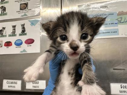 Shelter Stray Female Cat last seen S IH 35, Williamson County, TX, 1855 SE Inner Loop, Georgetown, TX 78626, USA