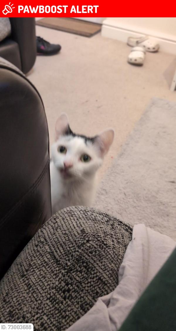 Lost Male Cat last seen Kitchener street, Woodlesford, England LS26 8ST