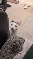 Lost Male Cat last seen Kitchener street, Woodlesford, England LS26 8ST