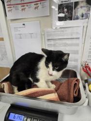 Shelter Stray Female Cat last seen Lanton CT & Stansfield Dr, Roseville City, CA, 200 Tahoe Ave, Roseville, CA 95678, USA