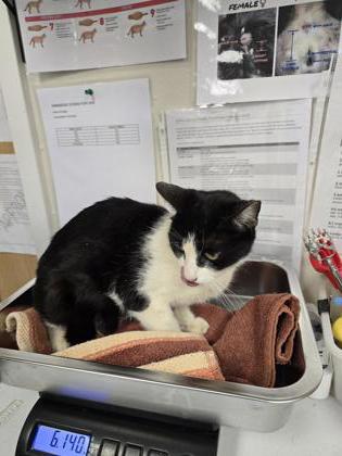Shelter Stray Female Cat last seen Lanton CT & Stansfield Dr, Roseville City, CA, 200 Tahoe Ave, Roseville, CA 95678, USA