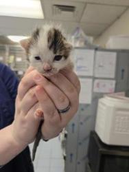 Shelter Stray Male Cat last seen Lanton CT & Stansfield Dr, Roseville City, CA, 200 Tahoe Ave, Roseville, CA 95678, USA