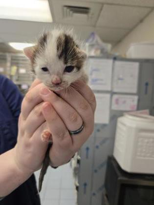 Shelter Stray Male Cat last seen Lanton CT & Stansfield Dr, Roseville City, CA, 200 Tahoe Ave, Roseville, CA 95678, USA
