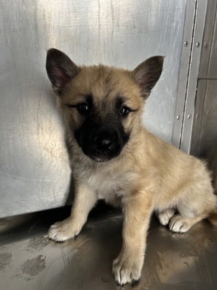 Shelter Stray Female Dog last seen Near MILLET AVE, Central District, , 355 Hillshire Dr, Haslet, TX 76052, USA