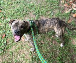 Shelter Stray Male Dog last seen Near Windigo Rd, CITY, SC, 150 Dexter Rd, Spartanburg, SC 29303, USA
