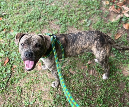 Shelter Stray Male Dog last seen Near Windigo Rd, CITY, SC, 150 Dexter Rd, Spartanburg, SC 29303, USA
