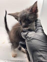 Shelter Stray Male Cat last seen Near Smith School Rd, Knox County GP, TN, 3201 Division St, Knoxville, TN 37919, USA