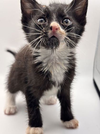 Shelter Stray Male Cat last seen Near Smith School Rd, Knox County GP, TN, 3201 Division St, Knoxville, TN 37919, USA