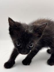 Shelter Stray Female Cat last seen Near Smith School Rd, Knox County GP, TN, 3201 Division St, Knoxville, TN 37919, USA