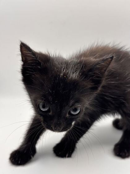 Shelter Stray Female Cat last seen Near Smith School Rd, Knox County GP, TN, 3201 Division St, Knoxville, TN 37919, USA