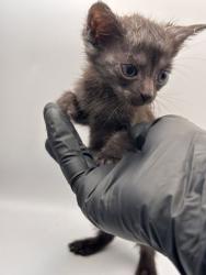 Shelter Stray Female Cat last seen Near Smith School Rd, Knox County GP, TN, 3201 Division St, Knoxville, TN 37919, USA