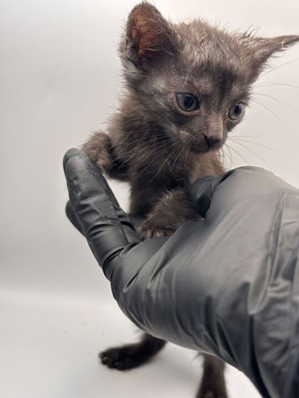 Shelter Stray Female Cat last seen Near Smith School Rd, Knox County GP, TN, 3201 Division St, Knoxville, TN 37919, USA