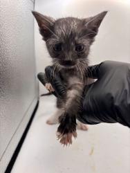 Shelter Stray Male Cat last seen Near Smith School Rd, Knox County GP, TN, 3201 Division St, Knoxville, TN 37919, USA