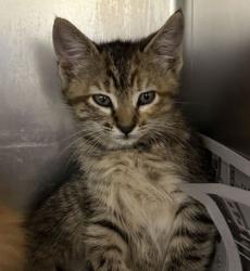 Shelter Stray Female Cat last seen Welsh / Deacon, City of College Station, TX, 5359 Leonard Rd, Bryan, TX 77807, USA