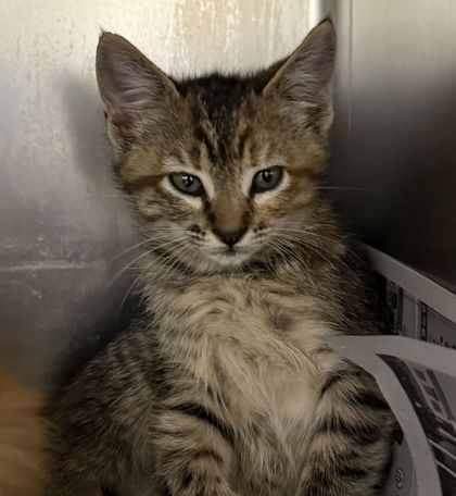 Shelter Stray Female Cat last seen Welsh / Deacon, City of College Station, TX, 5359 Leonard Rd, Bryan, TX 77807, USA