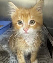 Shelter Stray Male Cat last seen Welsh / Deacon, City of College Station, TX, 5359 Leonard Rd, Bryan, TX 77807, USA