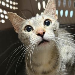 Shelter Stray Female Cat last seen Welsh Ave & Southwest Pkwy, City of College Station, TX, 5359 Leonard Rd, Bryan, TX 77807, USA
