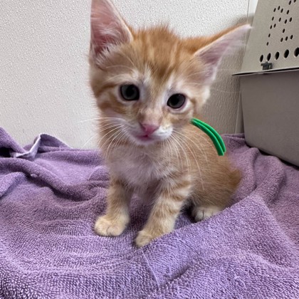 Shelter Stray Male Cat last seen Welsh Ave & Southwest Pkwy, City of College Station, TX, 5359 Leonard Rd, Bryan, TX 77807, USA