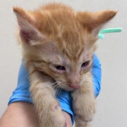 Shelter Stray Male Cat last seen Welsh Ave & Southwest Pkwy, City of College Station, TX, 5359 Leonard Rd, Bryan, TX 77807, USA