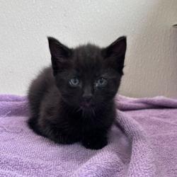 Shelter Stray Female Cat last seen Welsh Ave & Southwest Pkwy, City of College Station, TX, 5359 Leonard Rd, Bryan, TX 77807, USA