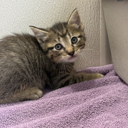 Shelter Stray Male Cat last seen Welsh Ave & Southwest Pkwy, City of College Station, TX, 5359 Leonard Rd, Bryan, TX 77807, USA