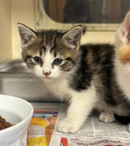 Shelter Stray Female Cat last seen Near Essex Farms Ct, Stone Mountain, GA 30088, 30088, GA, 3280 Chamblee Dunwoody Rd, Chamblee, GA 30341, USA