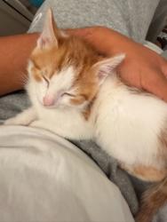 Shelter Stray Male Cat last seen Near Essex Farms Ct, Stone Mountain, GA 30088, 30088, GA, 3280 Chamblee Dunwoody Rd, Chamblee, GA 30341, USA