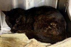 Shelter Stray Male Cat last seen Near Jamestown Way, 30034, GA, 3280 Chamblee Dunwoody Rd, Chamblee, GA 30341, USA