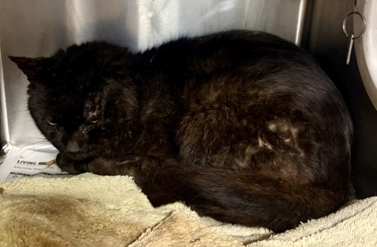 Shelter Stray Male Cat last seen Near Jamestown Way, 30034, GA, 3280 Chamblee Dunwoody Rd, Chamblee, GA 30341, USA