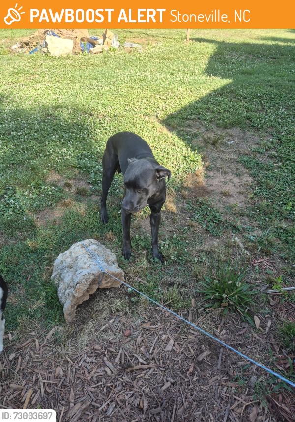 Found/Stray Male Dog last seen Hwy 220, Stoneville, NC 27048