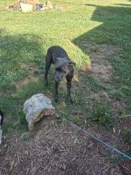Found/Stray Male Dog last seen Hwy 220, Stoneville, NC 27048
