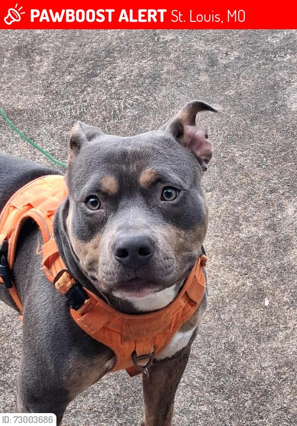 Lost Male Dog last seen MANCHESTER / TOWERGROVE / VANDERVENTER, St. Louis, MO 63110
