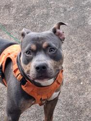 Lost Male Dog last seen MANCHESTER / TOWERGROVE / VANDERVENTER, St. Louis, MO 63110