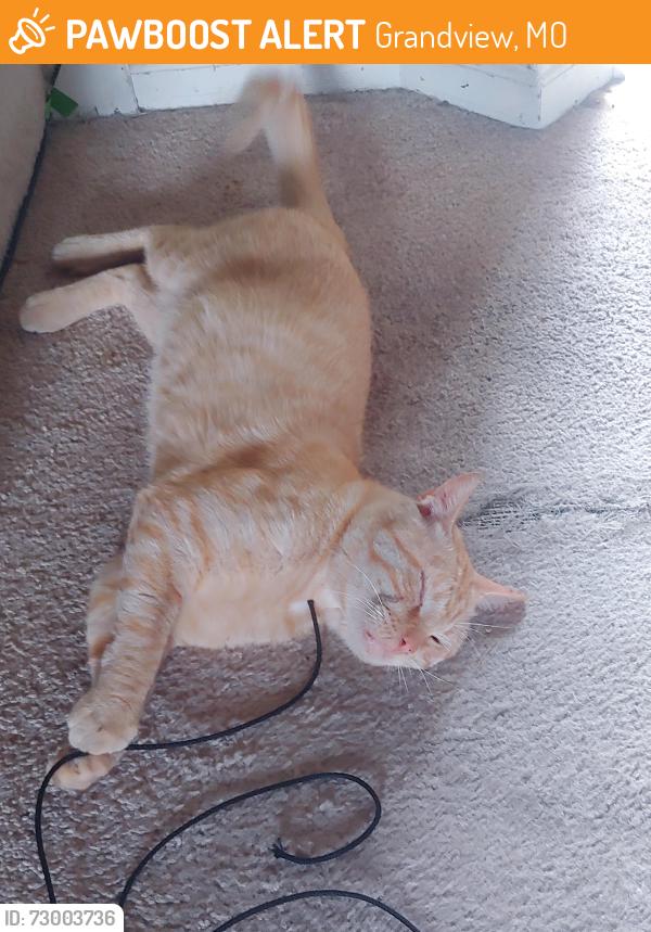 Found/Stray Male Cat last seen bennington and harry s truman, Grandview, MO 64030