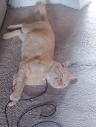 Found/Stray Male Cat last seen bennington and harry s truman, Grandview, MO 64030